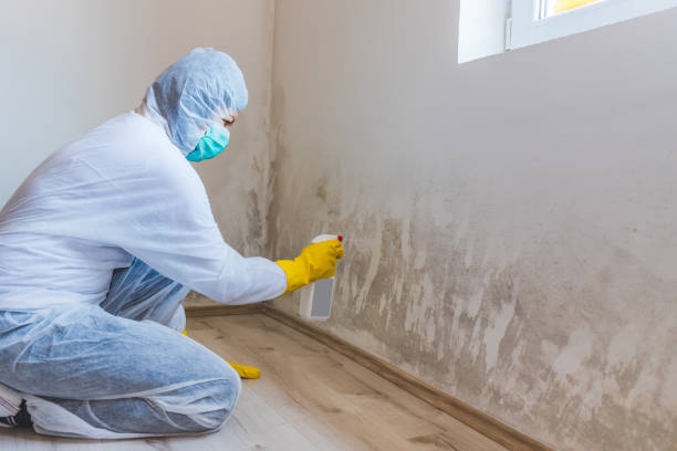 Professional mold removal team in Halifax